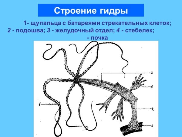 Почкующаяся гидра рисунок