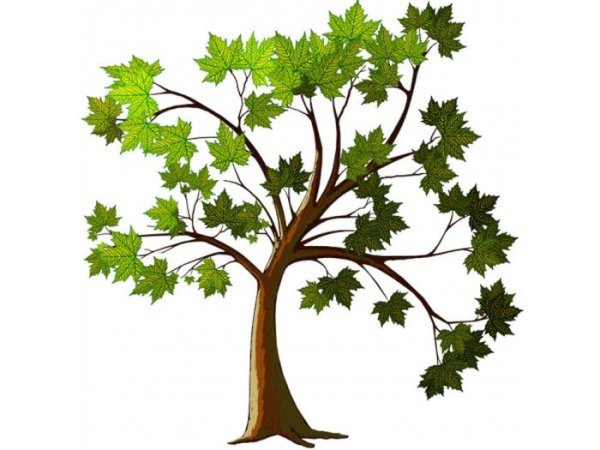 Дерево клен для детей
