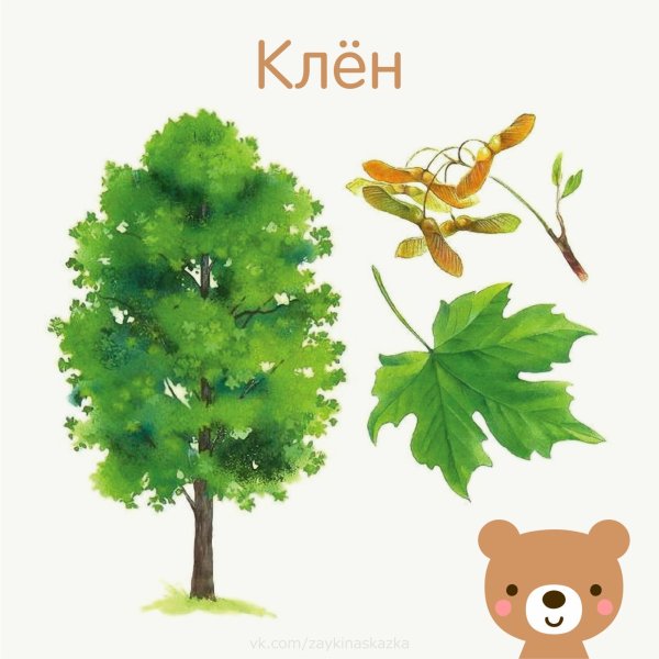 Карточки с изображением деревьев