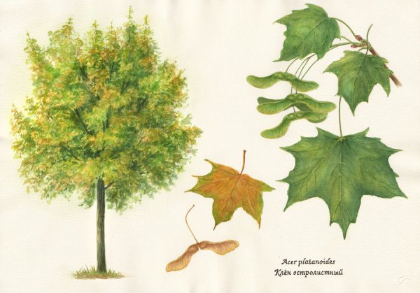 Клен остролистный лист и плод