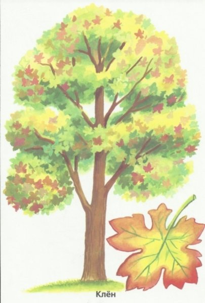 Клён клён клён клёнрисовать