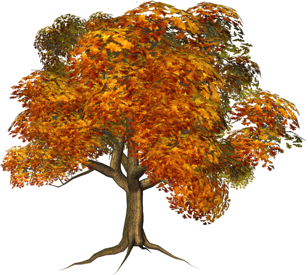 Осеннее дерево