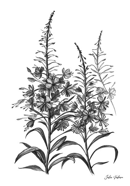 Кипрей узколистный