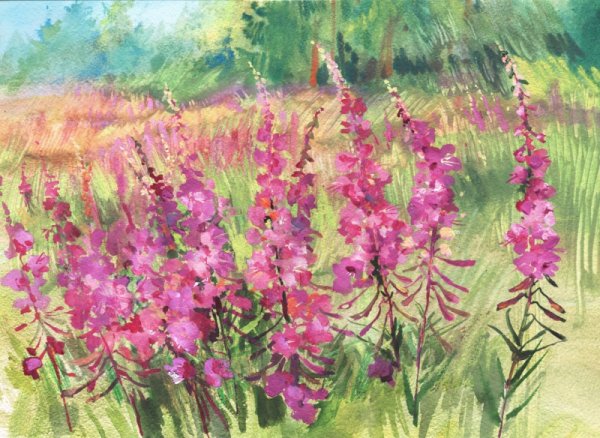 Кипрей узколистный Иван-чай акварель