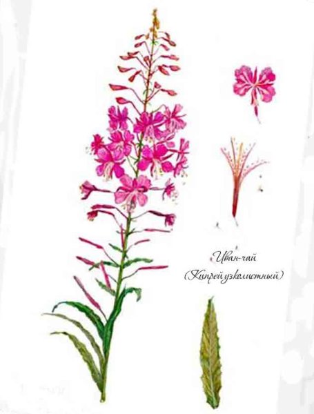 Кипрей узколистный Ботаническая