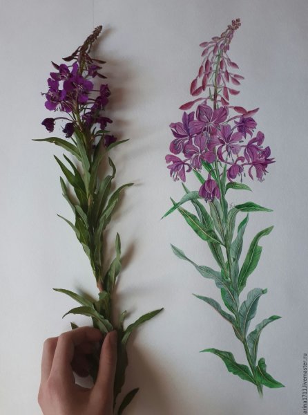 Кипрей узколистный Ботаническая