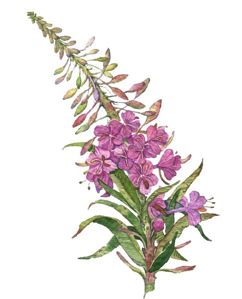 Кипрей узколистный Иван-чай