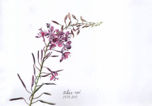 Кипрей болотный гербарий