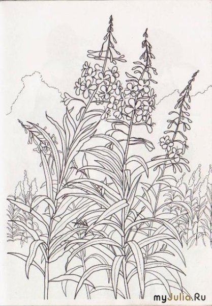 Раскраска Иван чай растение