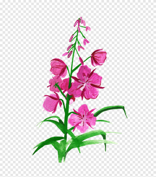 Кипрей узколистный акварель