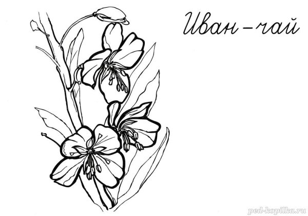 Раскраска кипрей Иван чай