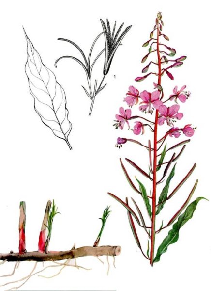 Иван чай узколистный строение