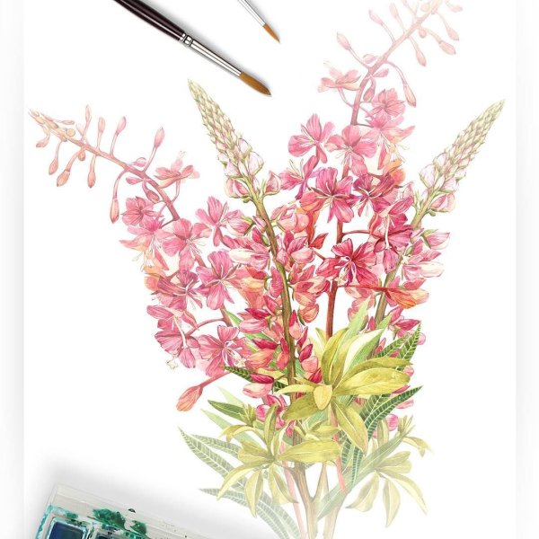 Иван-чай (кипрей) рисунок