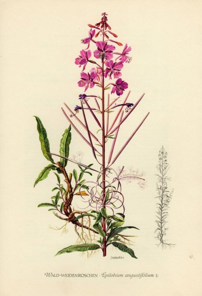 Кипрей узколистный Ботаническая