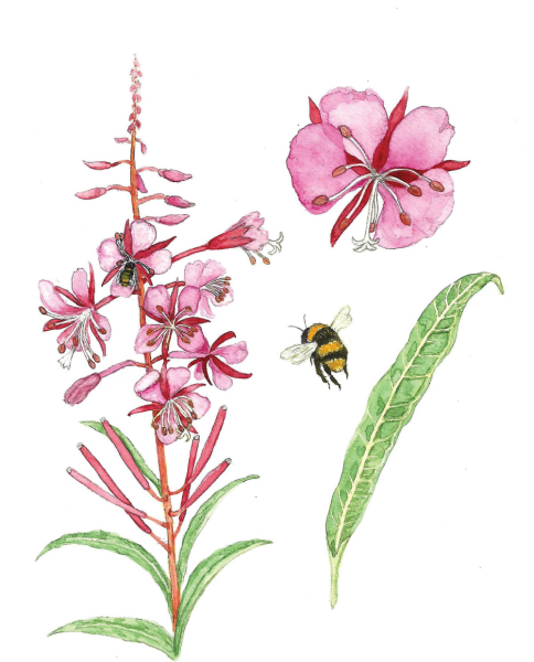 Иван-чай узколистный кипрей ботаника