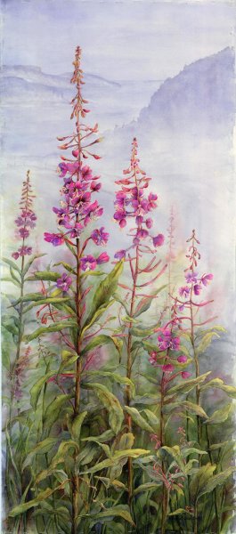 Иван-чай (кипрей) рисунок