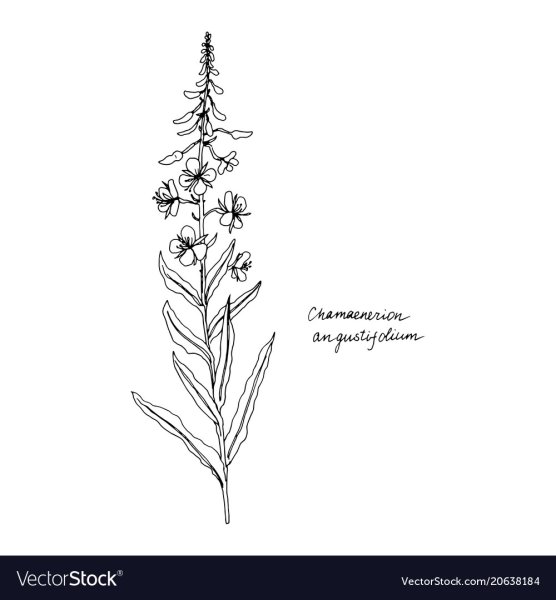 Иван чай узколистный Ботанический рисунок