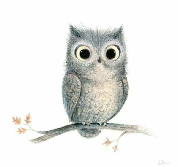 Милые Совушки