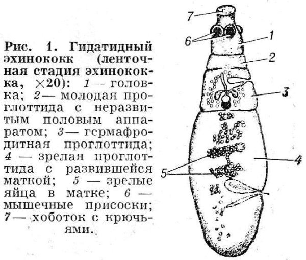 Строение возбудителя эхинококка