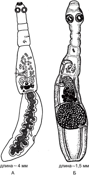 Половозрелая особь эхинококка