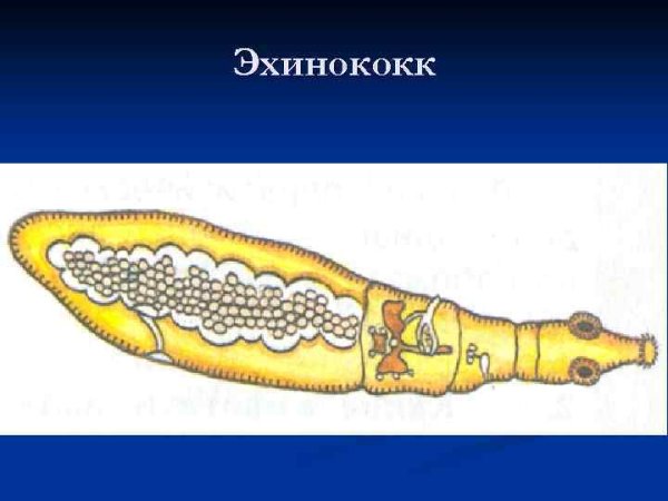 Эхинококплоский червь