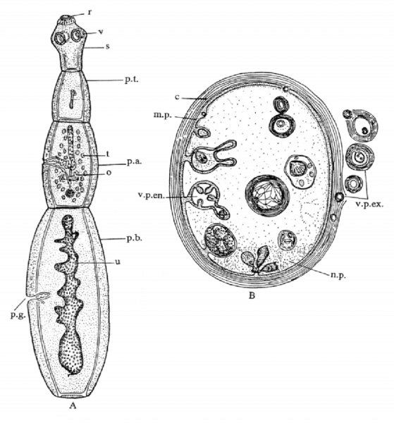 Половозрелая особь эхинококка строение