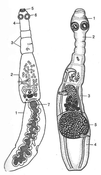 Эхинококк строение