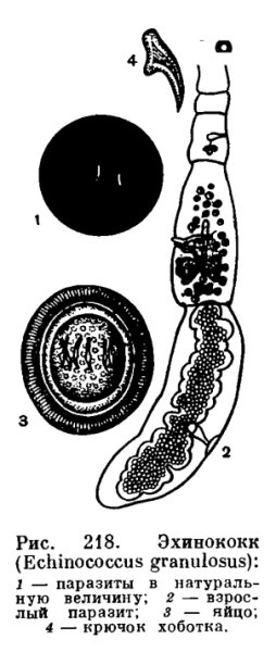 Строение сколекса эхинококка