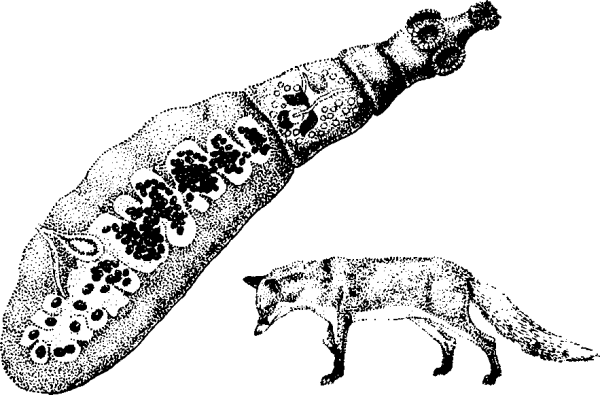 Строение личинки альвеококка