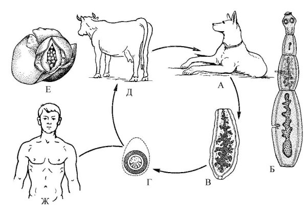 Эхинококкоз промежуточный хозяин