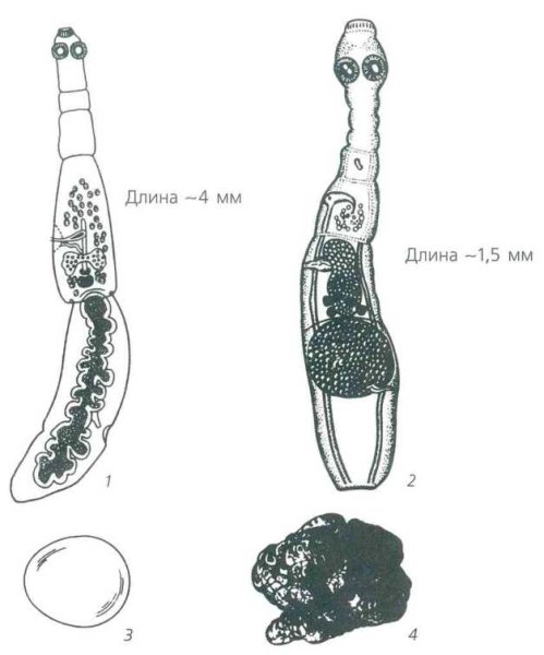 Эхинококк и альвеококк строение