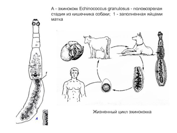 Эхинококк Echinococcus granulosus жизненный цикл