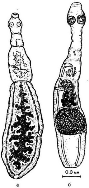Половозрелая особь эхинококка