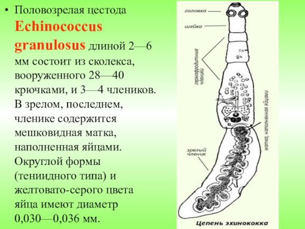 Половозрелая форма ленточных червей