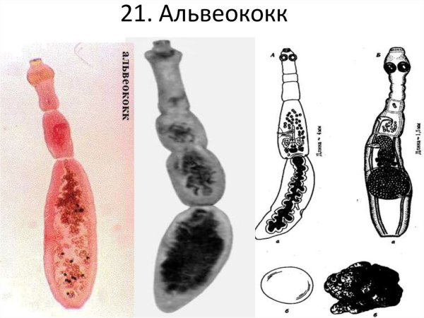Строение личинки альвеококка