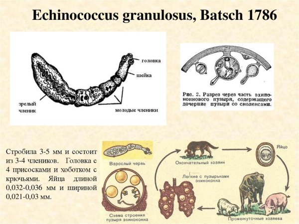 Echinococcus granulosus окончательный хозяин