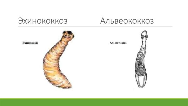Строение сколекса эхинококка