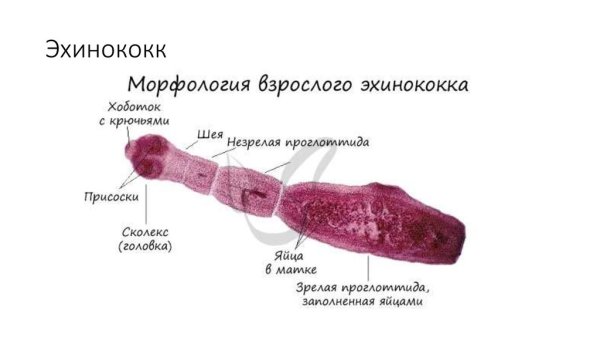 Взрослая особь эхинококка