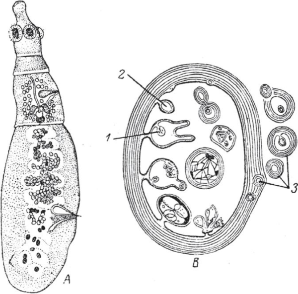 Echinococcus granulosus инвазионная стадия