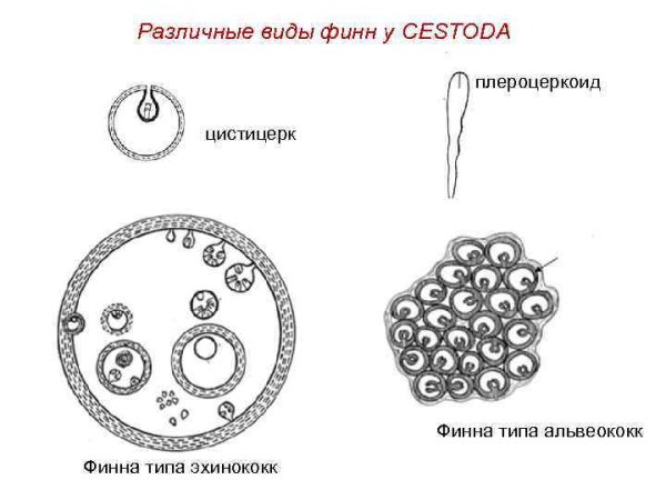 Схема строения пузыря эхинококка