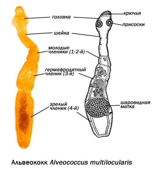 Строение сколекса эхинококка
