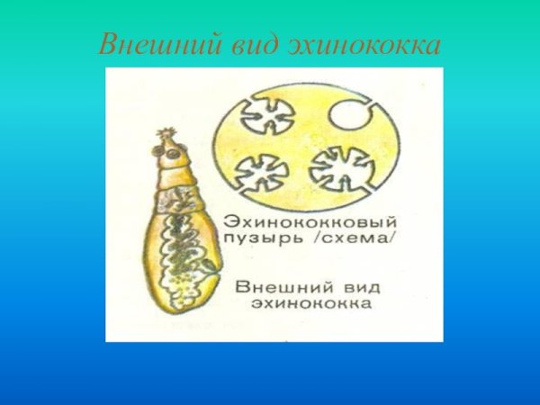 Ленточный червь эхинококк