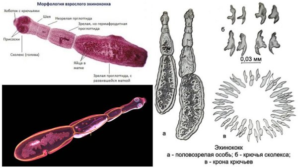 Эхинококк строение членика