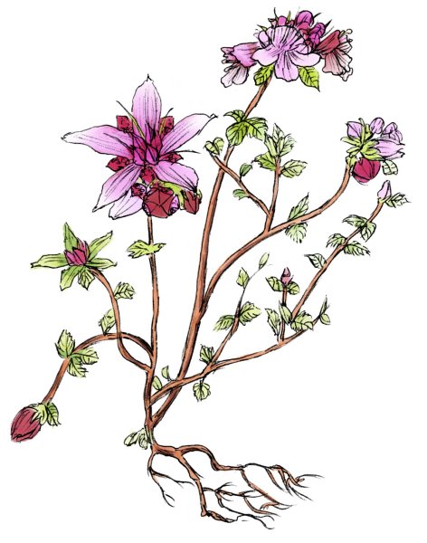 Тимьян ползучий стебель