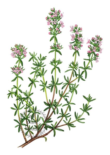 Тимьян ползучий Ботаническая иллюстрация