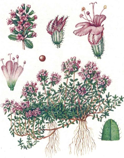 Тимьян обыкновенный Фармакогнозия