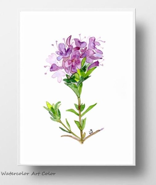 Чабрец вектор акварель