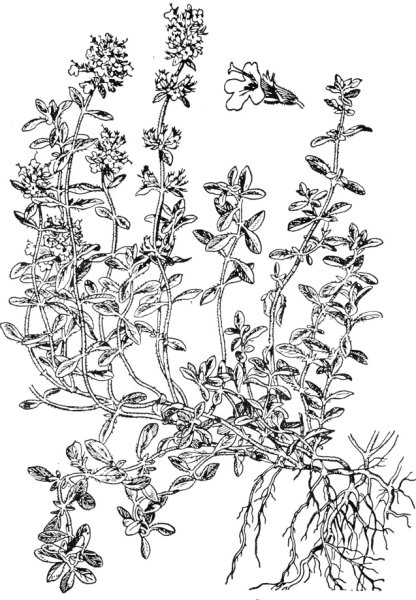 Тимьян ползучий Фармакогнозия