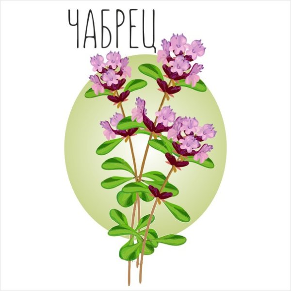 Тимьян надпись