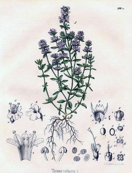 Трава тимьяна обыкновенного